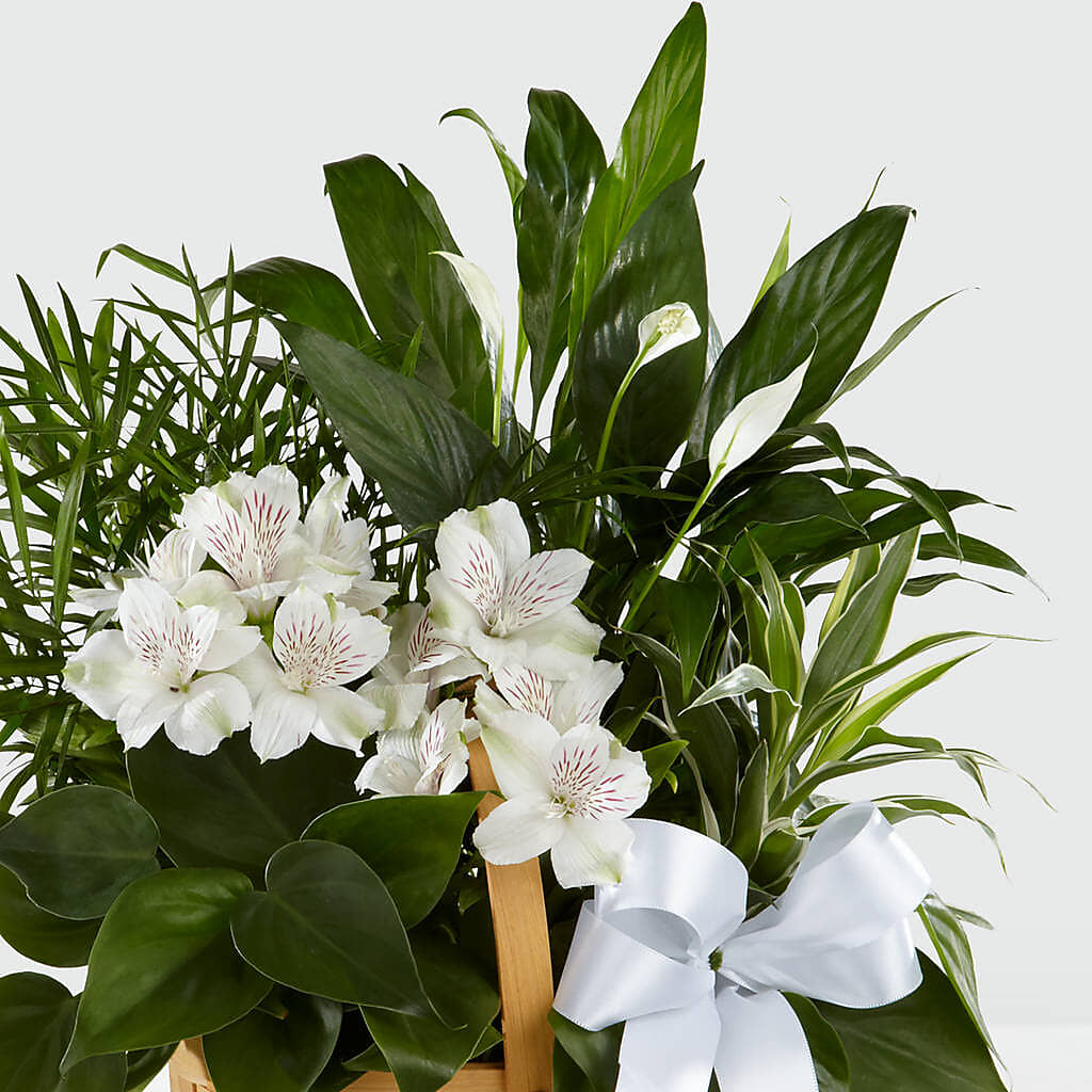 Peace & Serenity Dishgarden – Seminole Flower Shop Inc, Sanford FL