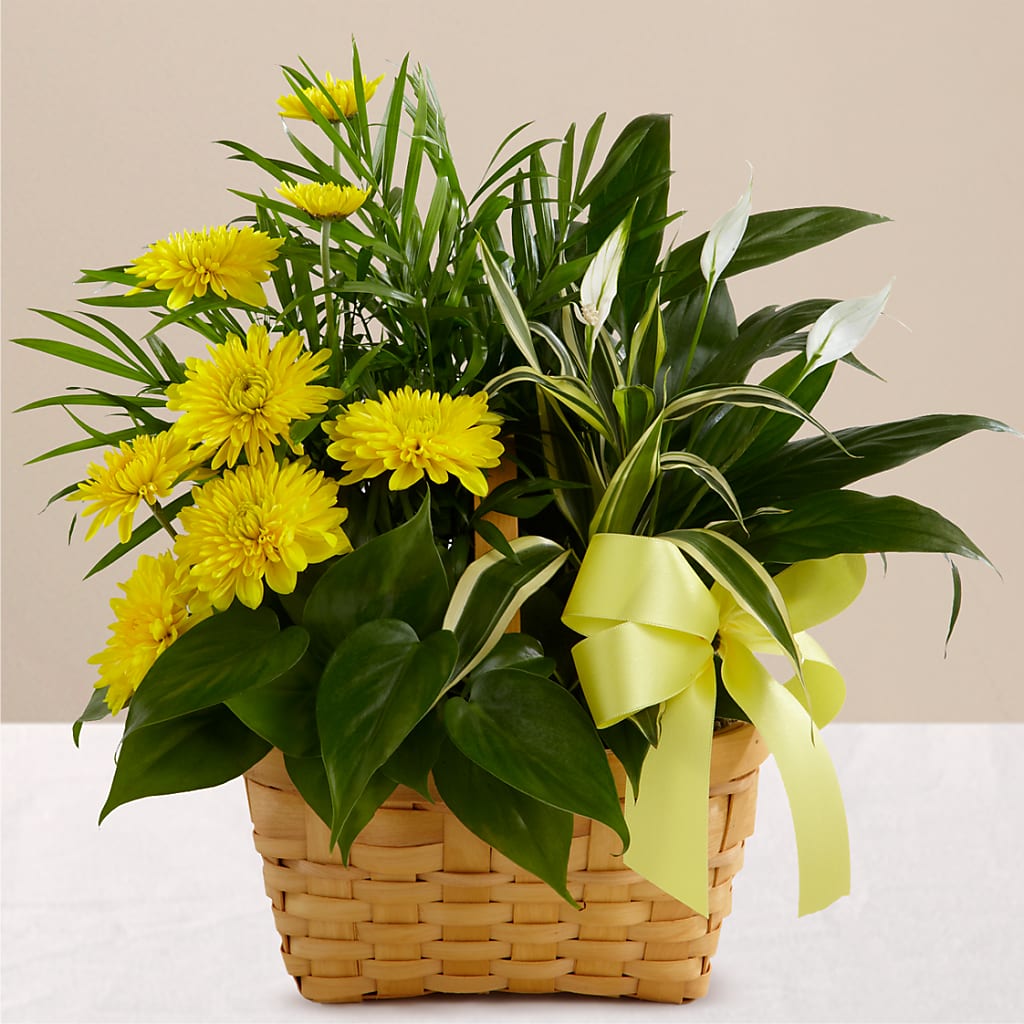 Loving Light Dishgarden – Seminole Flower Shop Inc, Sanford FL