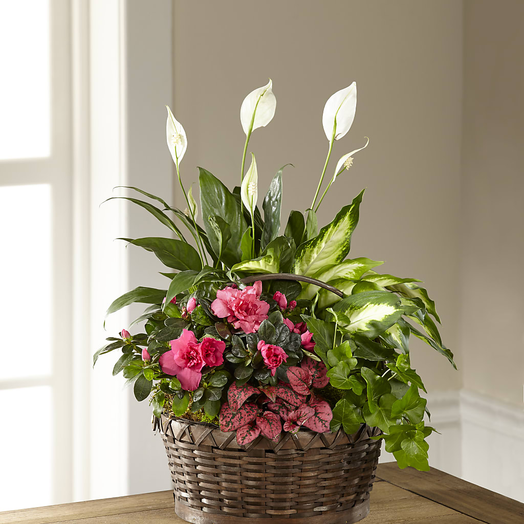 Dream in Pink Dishgarden – Seminole Flower Shop Inc, Sanford FL