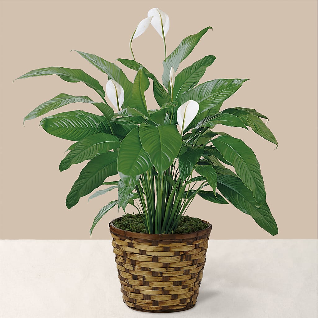 Tranquil Moments Peace Lily Plant – Seminole Flower Shop Inc, Sanford FL