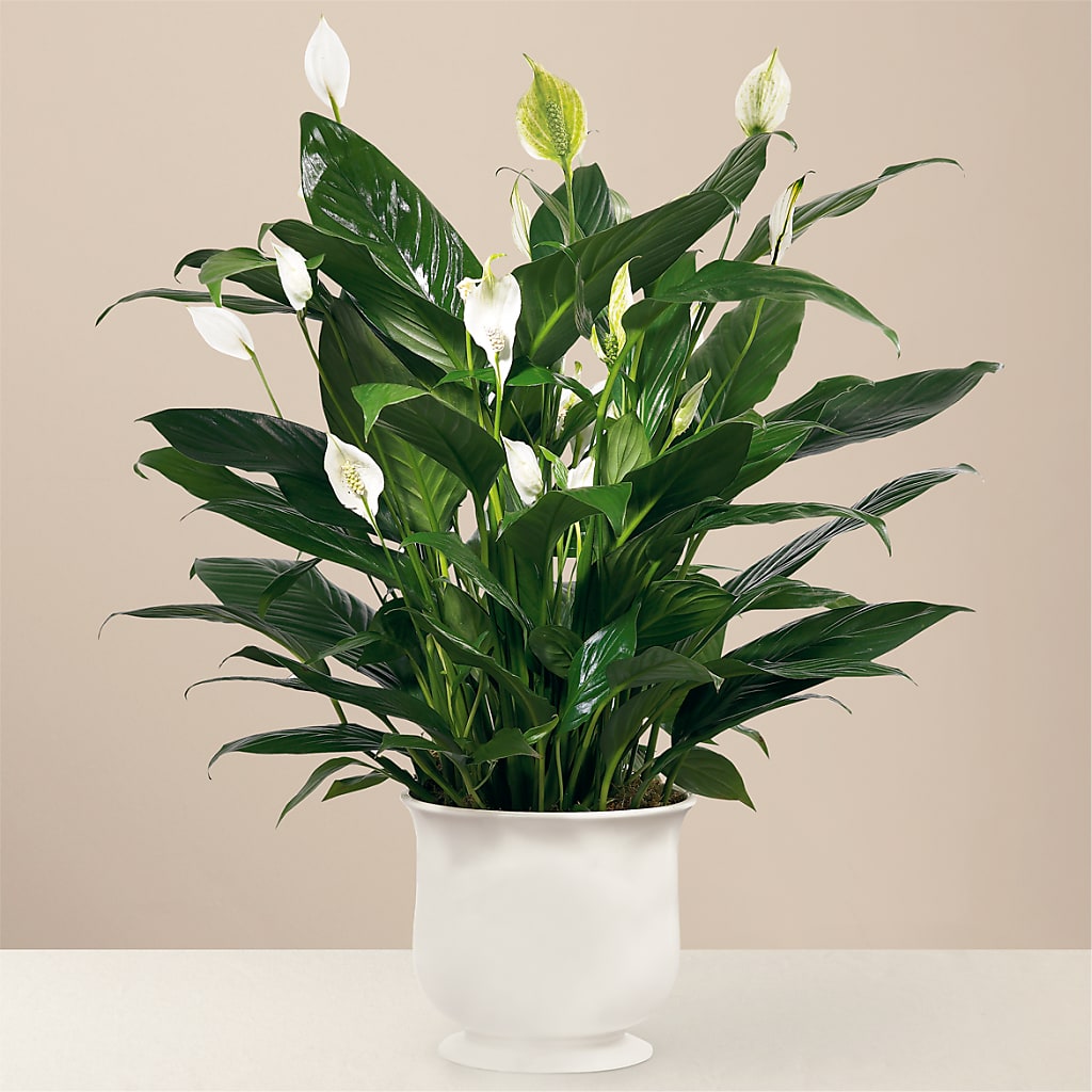 Comfort Planter – Seminole Flower Shop Inc, Sanford FL