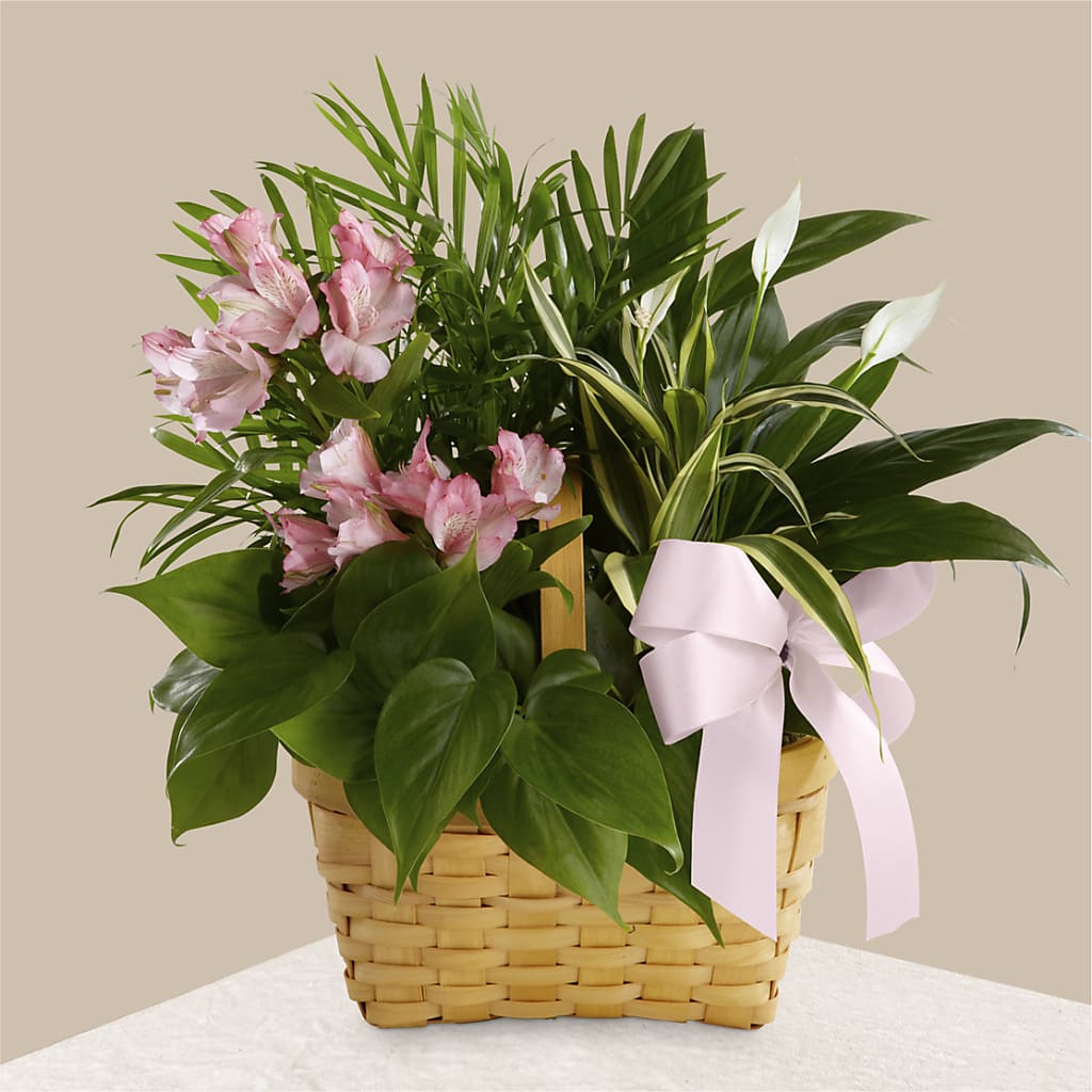 discount palms and plants seminole Living Spirit Dishgarden – green, pink flower arrangement | Sanford, FL