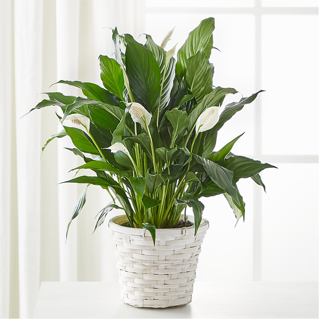 A New Leaf Peace Lily – Seminole Flower Shop Inc, Sanford FL