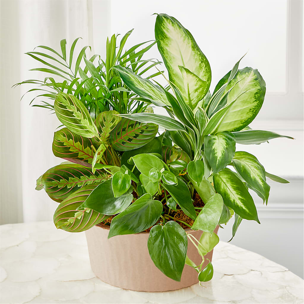 Balance & Harmony Dishgarden – Seminole Flower Shop Inc, Sanford FL
