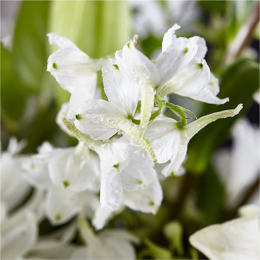 Classic Ivory – A Florist Original – Seminole Flower Shop Inc, Sanford FL