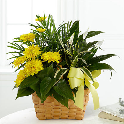 Loving Light Dishgarden –  Seminole Flower Shop Inc, Sanford FL