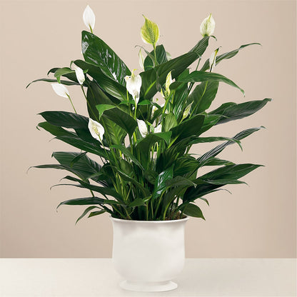 Comfort Planter –  Seminole Flower Shop Inc, Sanford FL