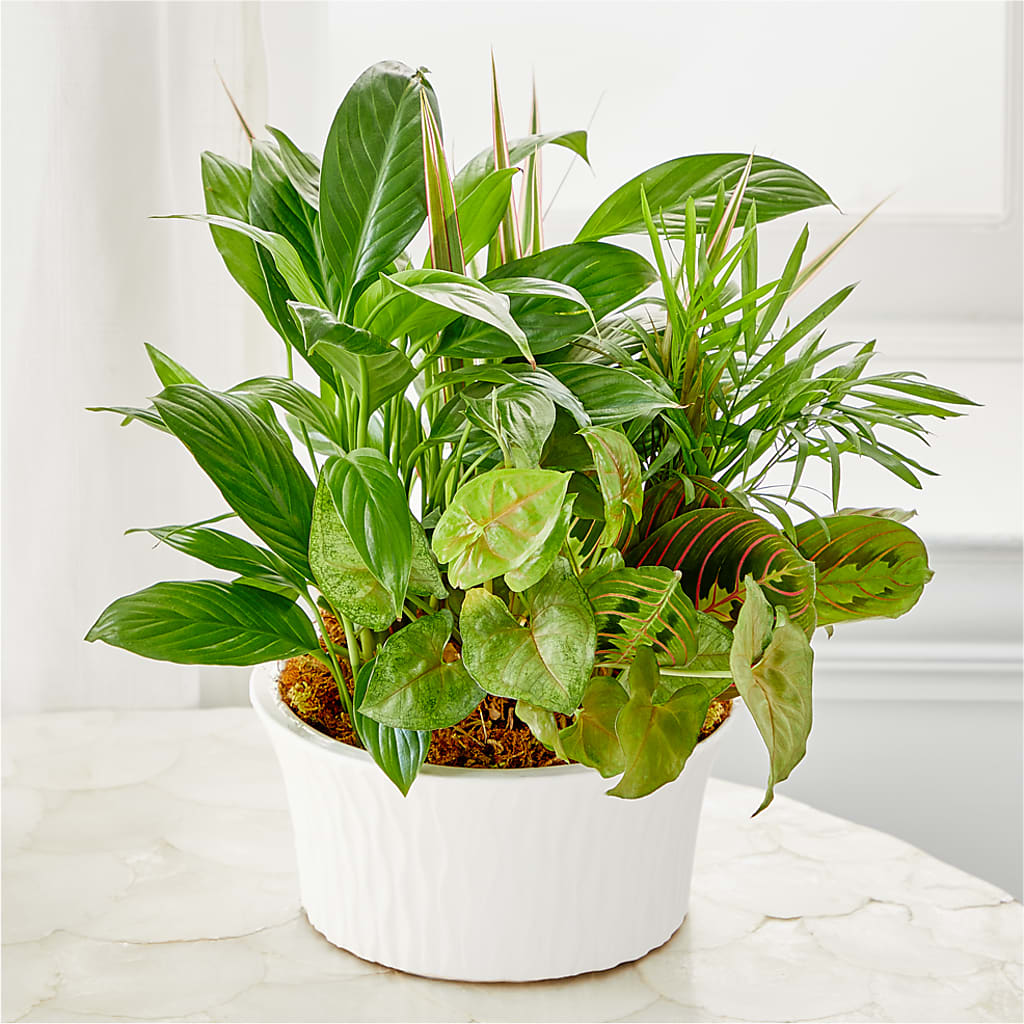 Balance & Harmony Dishgarden –  Seminole Flower Shop Inc, Sanford FL