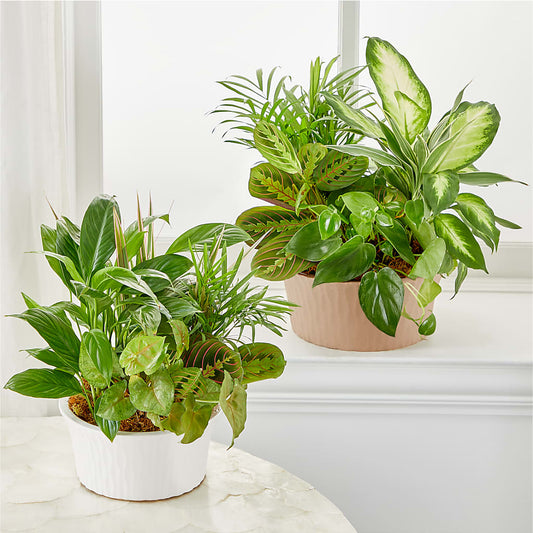 Balance & Harmony Dishgarden –  Seminole Flower Shop Inc, Sanford FL
